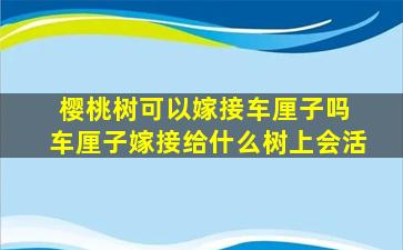 樱桃树可以嫁接车厘子吗 车厘子嫁接给什么树上会活